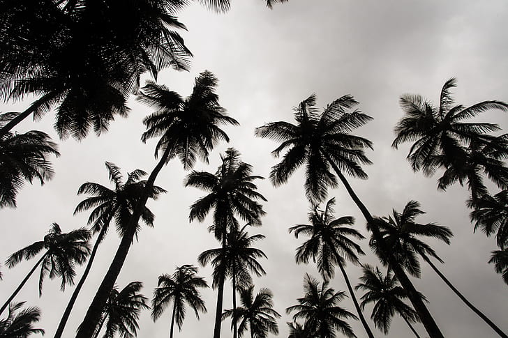 worm's eye vie of coconut trees under gray sky