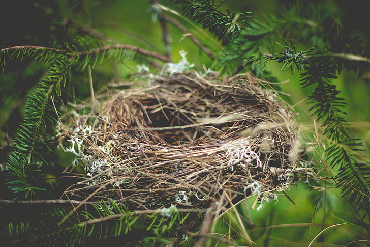 brown bird nest on tree