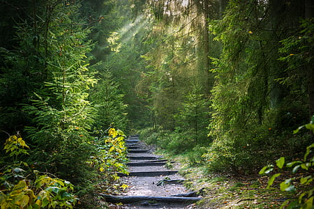 pathway around green trees