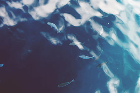 closeup photo of group of fish on body of water