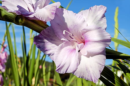 closeup photography of white gladiola flower