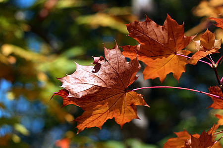 Close-up shot of tree leaves in Autumn colours, image captured in the woods of Kent, England