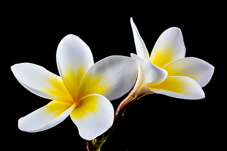 close up photography of white-and-yellow plumeria flower