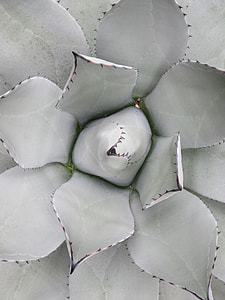 closeup photo of green succulent plants
