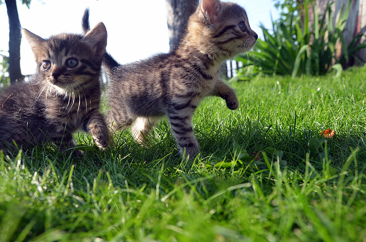two brown kittens on grassy ground