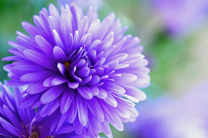 close up photo of purple broad petaled flower