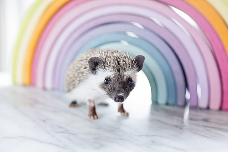 Close-up Photo of a Hedgehog Beside Rainbow Curved Frame