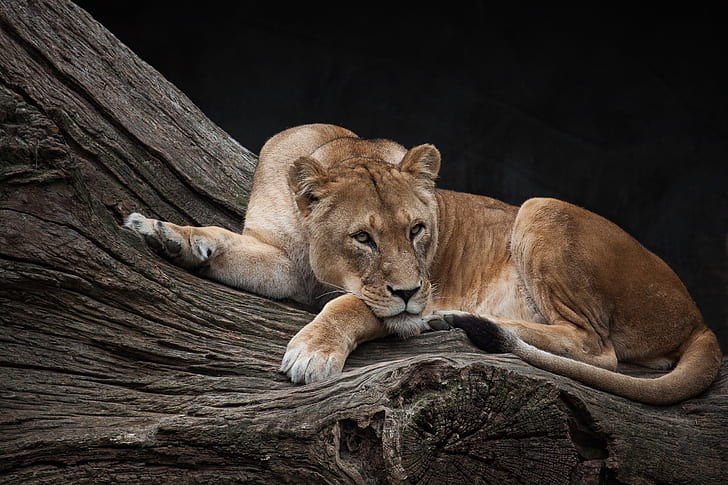 Lioness lying on brown tree trunk
