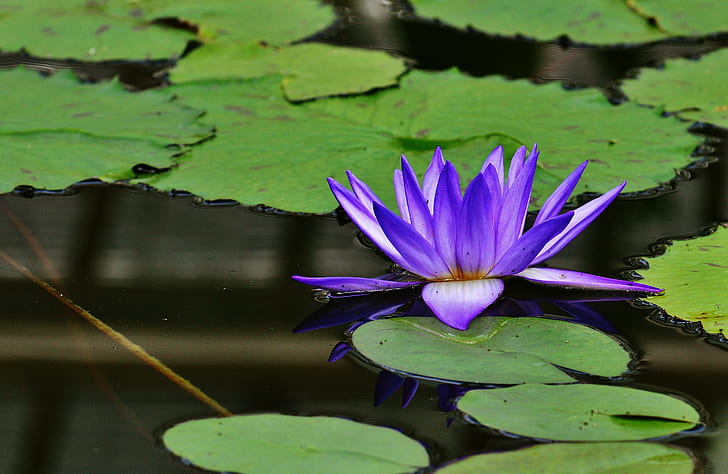 purple lotus flower on body of water