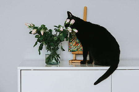 Black cat with flowers and a painting