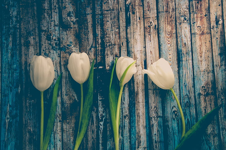 four white tulip flowers