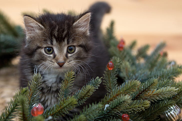 kitten beside Christmas tree