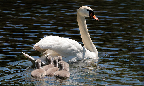 white swan paddling with ducklings