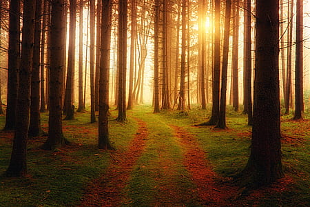 brown forest with golden hour rays