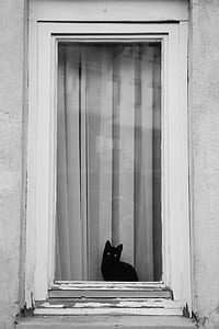 cat sitting in front of window