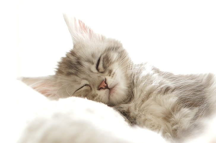 photo of gray and beige kitten sleeping