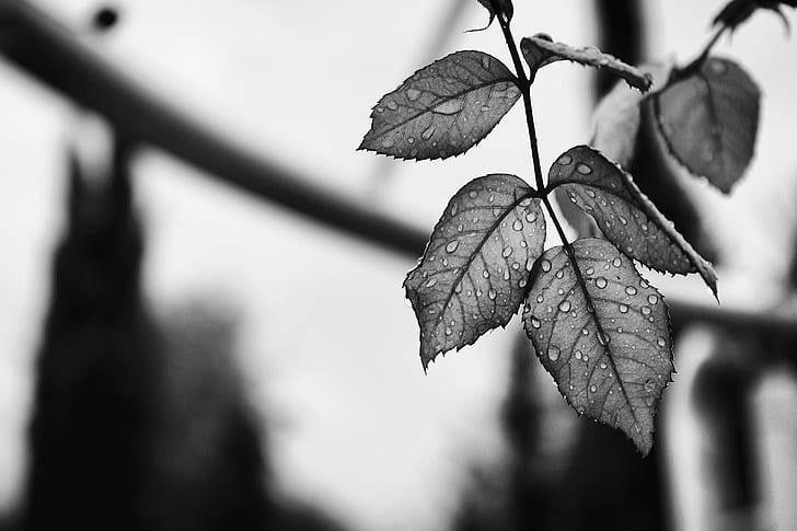 grayscale photo of leave