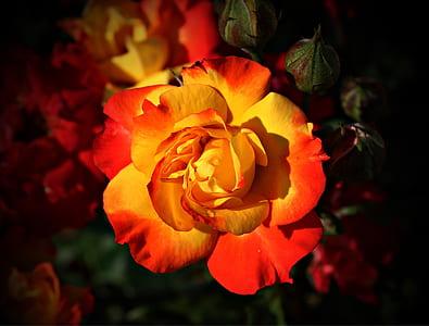 red and orange rose flower selective focus photo