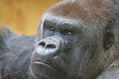 black gorilla close-up photo during daytime