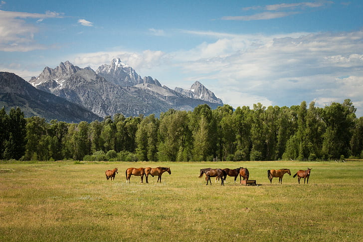 herd of horses surrounded by trees