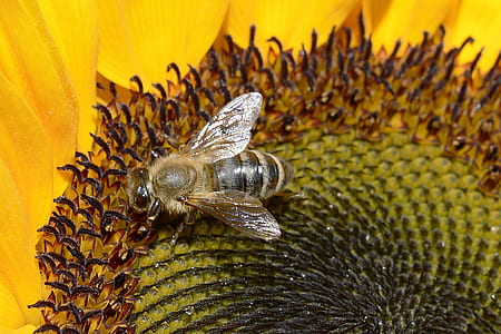grey and yellow bee on yellow flower