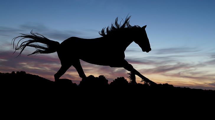 silhouette of horse during sunset