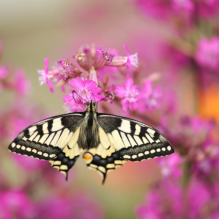 tiger swallowtail butterfly perched on purple petaled flower in closeup photography