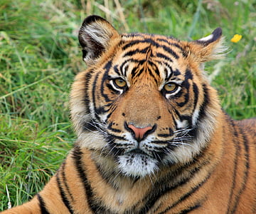 closeup photography of bengal tiger