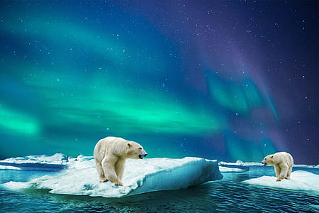 photo two polar bears on top of icebergs during night