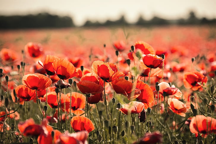 bed of red poppy flowers