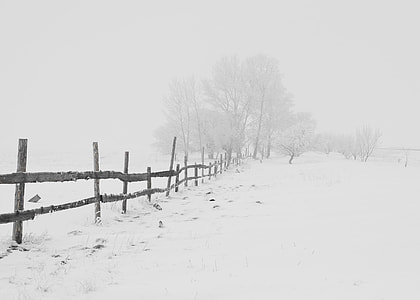 brown fence beside trees cover by snow