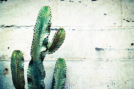 cactus, plant, thorn, green, nature