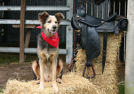 brown dog wearing red kerchief standing on hay beside horse saddle