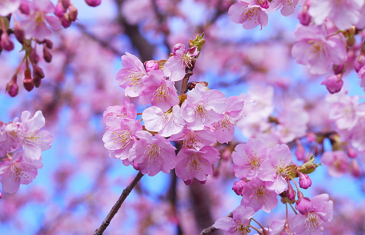 pink cherry blossom flowers in closeup photography