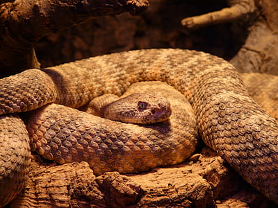 brown and beige snake on brown wooden surface