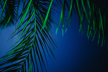Illuminated palm trees