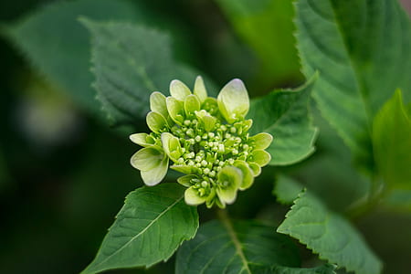 Close-up Photography of Plant