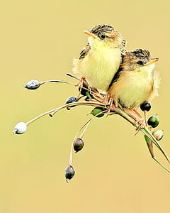 two gray-and-yellow birds photography