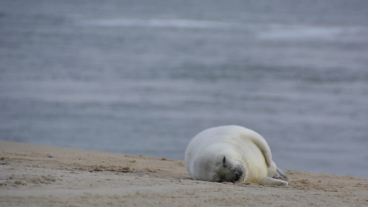 white seal lying on seashore at daytime