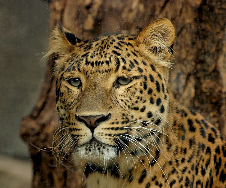 closeup photography of leopard