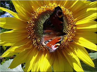 yellow sunflower with brown butterfly
