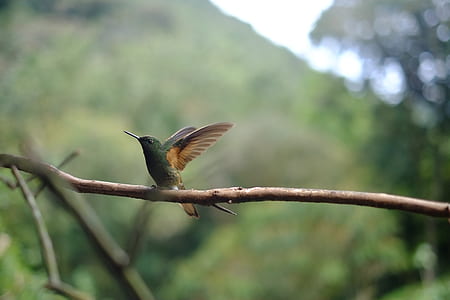 grey and brown hummingbird