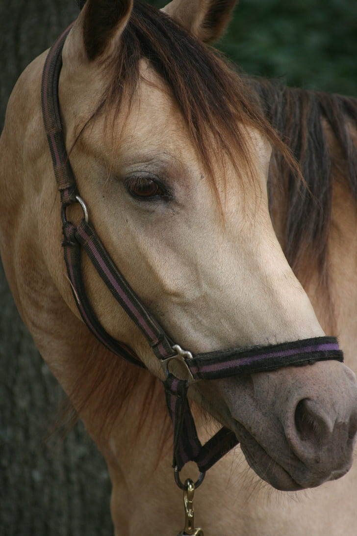 close view of brown horse