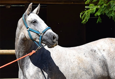 gray horse with blue harness