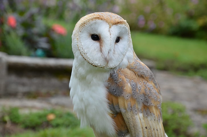 brown and white barn owl
