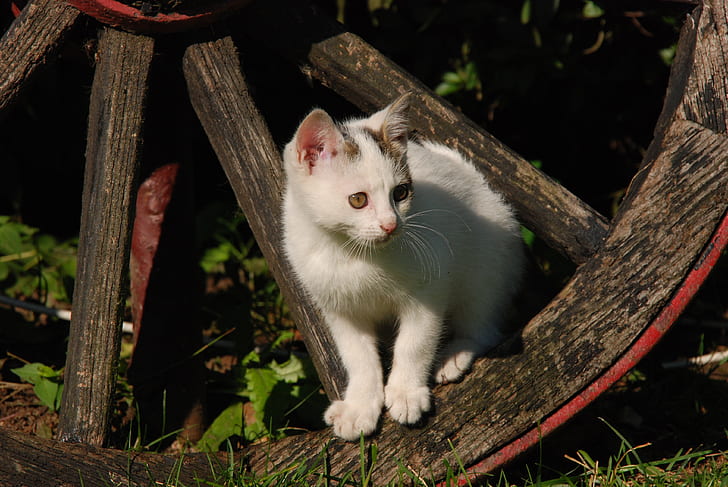 photo of cat on brown horse carriage wheel during daytime