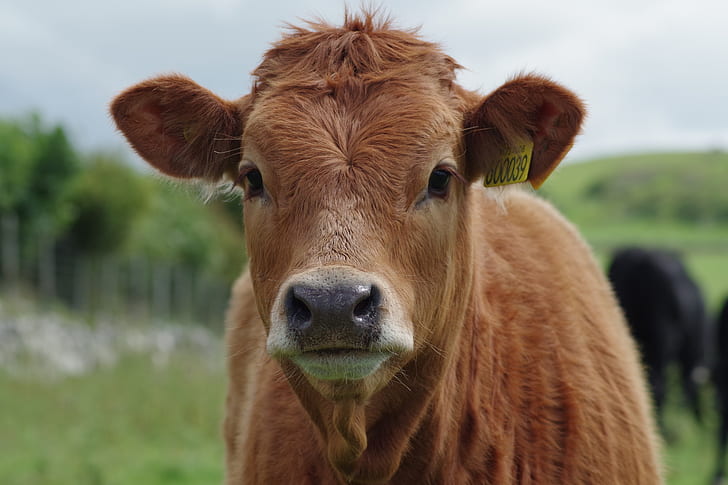 brown cattle in selective focus photography