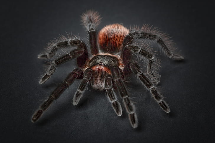 black and red tarantula in closeup photography