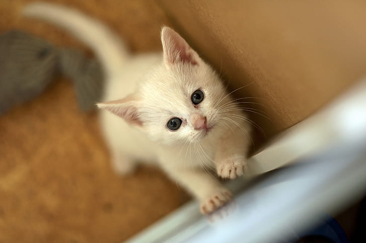 macro photography of white kitten