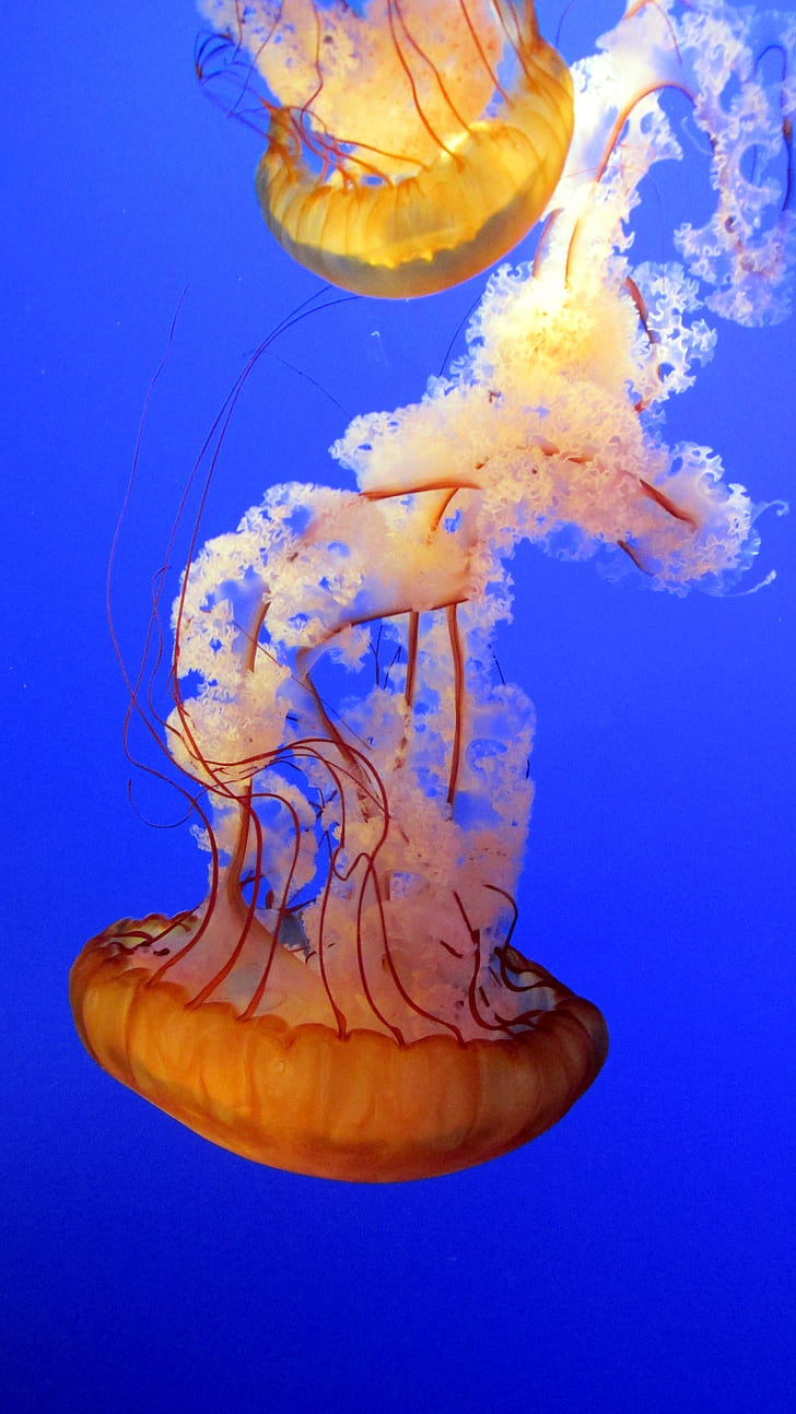 two jellyfishes swimming in sea